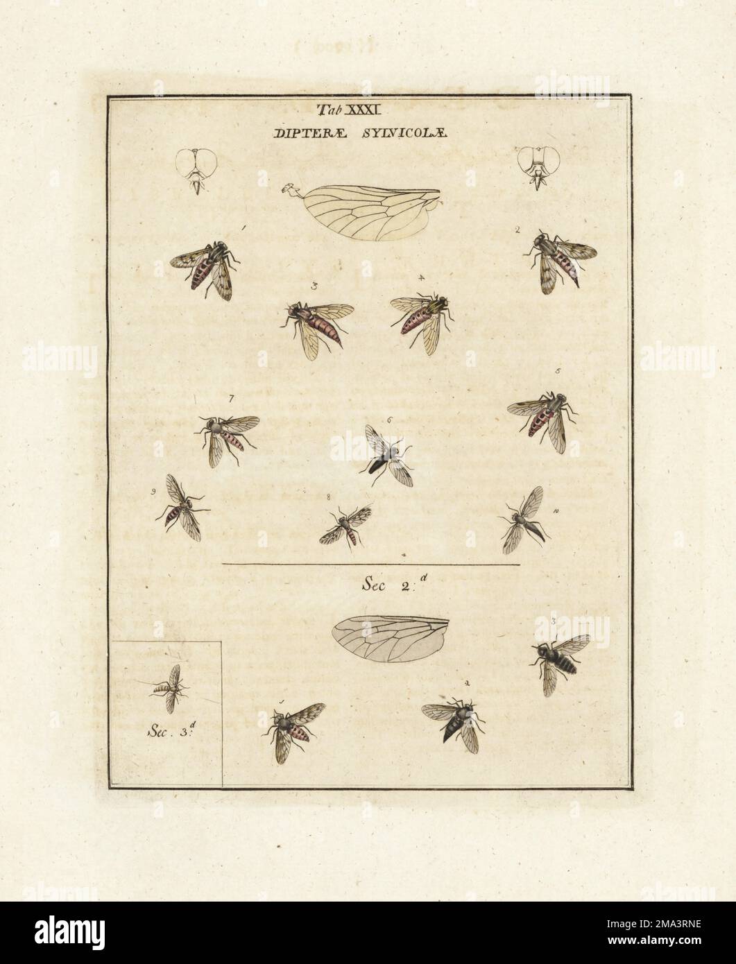 Snipefly, Rhagio scolopacea 1,2,5, Rhagio tringaria 3,4, Black snipefly, Chrysopilus cristatus 6,10, Rhagio derelictus 7, Rhagio caelebs 8, kleiner Schlangenfisch, Rhagio lineola 9. Abschnitt 2: Sylvicola melancholia, Unicus, monos. Abschnitt 3: Brevis. Dipteren. Sylvicolae. Handfarbene Prägung aus Kupferplatten, gezeichnet und graviert von Moses Harris aus seiner eigenen Ausstellung englischer Insekten, einschließlich der verschiedenen Klassen von Neuroptera, Hymenoptera, Diptera oder Bienen, Fliegen und Libellulae; White und Robson, London, 1782. Stockfoto