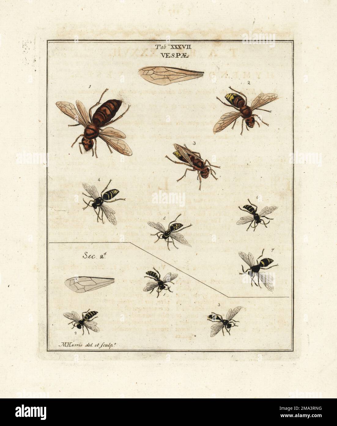 Arten von Wespen und Hornissen. Europäische Hornisse, Vespa crabro 1,2, Wespe, Dolichovespula sylvestrisparietum 4, Wespe, Vespula vulgaris 5, Dolchwespe, Argogorytes mystaceus 6 und Lappenwespe, Ancistrocerus Antilope 7. Abschnitt II: Sandschwanzwespe, Cerceris arenaria exultus 1,2 und Feldschwanzwespe, Mellinus arvensis 3. Handfarbene Prägung aus Kupferplatten, gezeichnet und graviert von Moses Harris aus seiner eigenen Ausstellung englischer Insekten, einschließlich der verschiedenen Klassen von Neuroptera, Hymenoptera, Diptera oder Bienen, Fliegen und Libellulae; White und Robson, London, 1782. Stockfoto