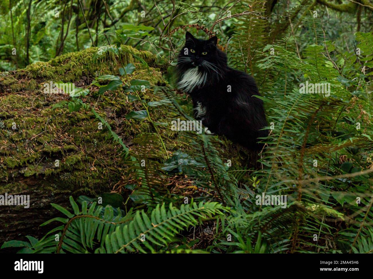 Schwarze Katze auf einem mossigen Baumstamm, mit Farnen und Wald. Grüne Kontraste mit süßer Katze, langer Smoking. Stockfoto