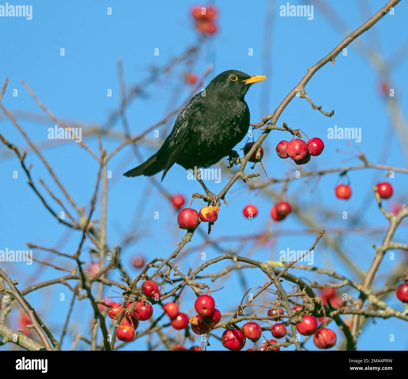 Blackbird Turdus merula männliche Fütterung von Krabbenäpfeln im Garten Norfolk Stockfoto