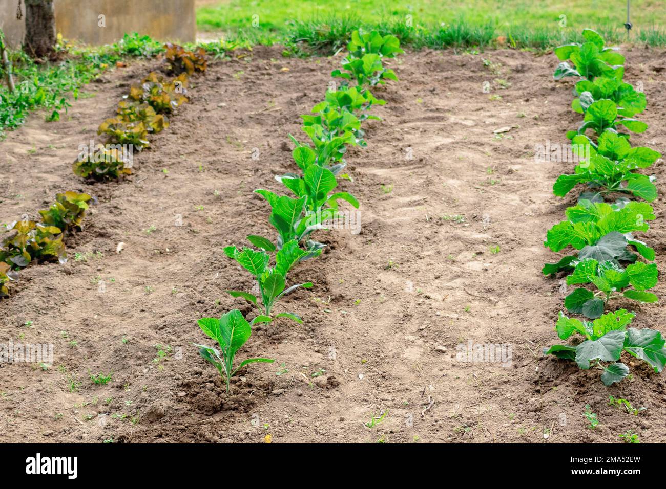 Städtischer Garten in Katalonien mit verschiedenen Gemüsesorten, die von einem jungen Bauern in seiner Kleinstadt gepflanzt wurden. Stockfoto