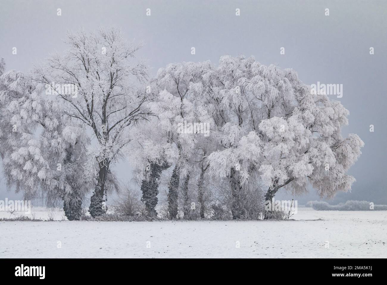 Malerische Winterlandschaft mit Frost, Eis und Schnee bedeckten Bäumen, Deutschland Stockfoto