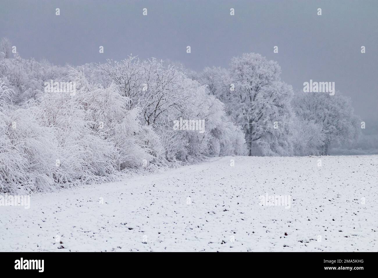 Dunkler Wintereindruck mit Schnee, Frost und Eis und ein Feld vor Bäumen und Büschen, Deutschland Stockfoto