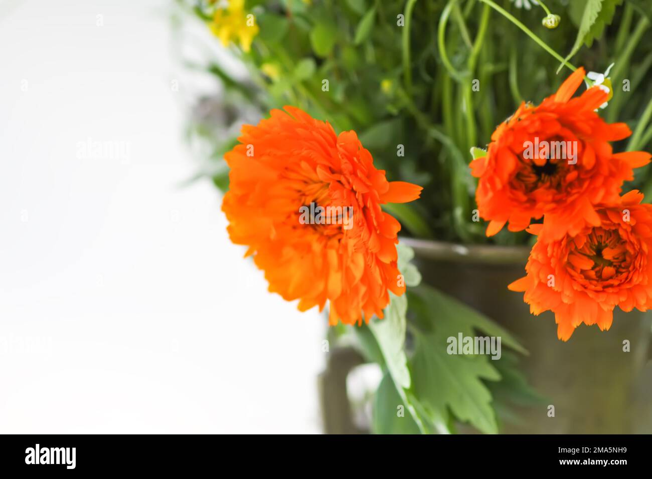 Medizinische Calendula-Kräuter. Helle Sommerblumen in Messingmörtel. Stockfoto