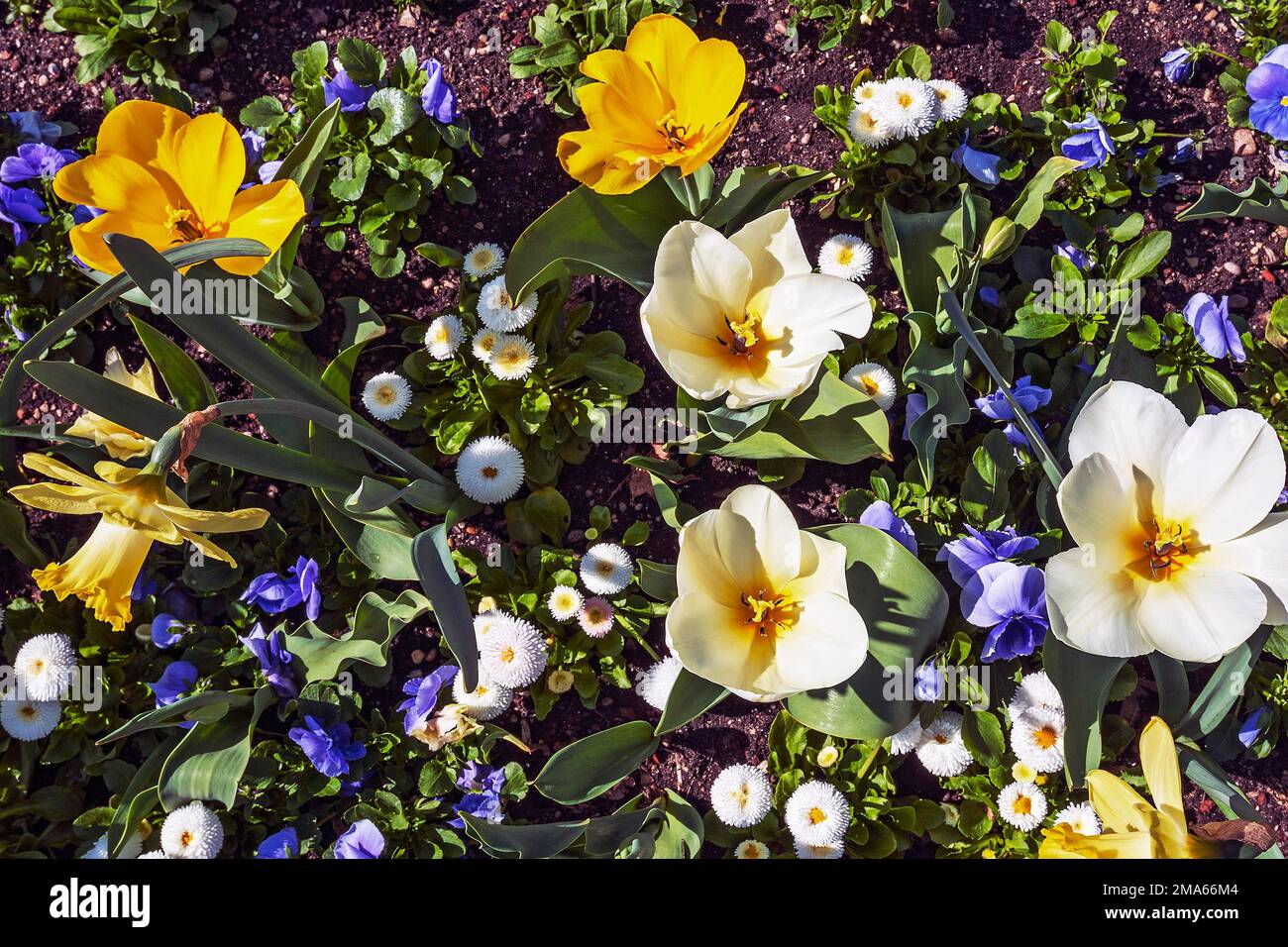 Tulpen (Tulipa), mehrjährige Gänseblümchen (Bellis perennsis) und Narcissi (Narcissus), Deutschland Stockfoto