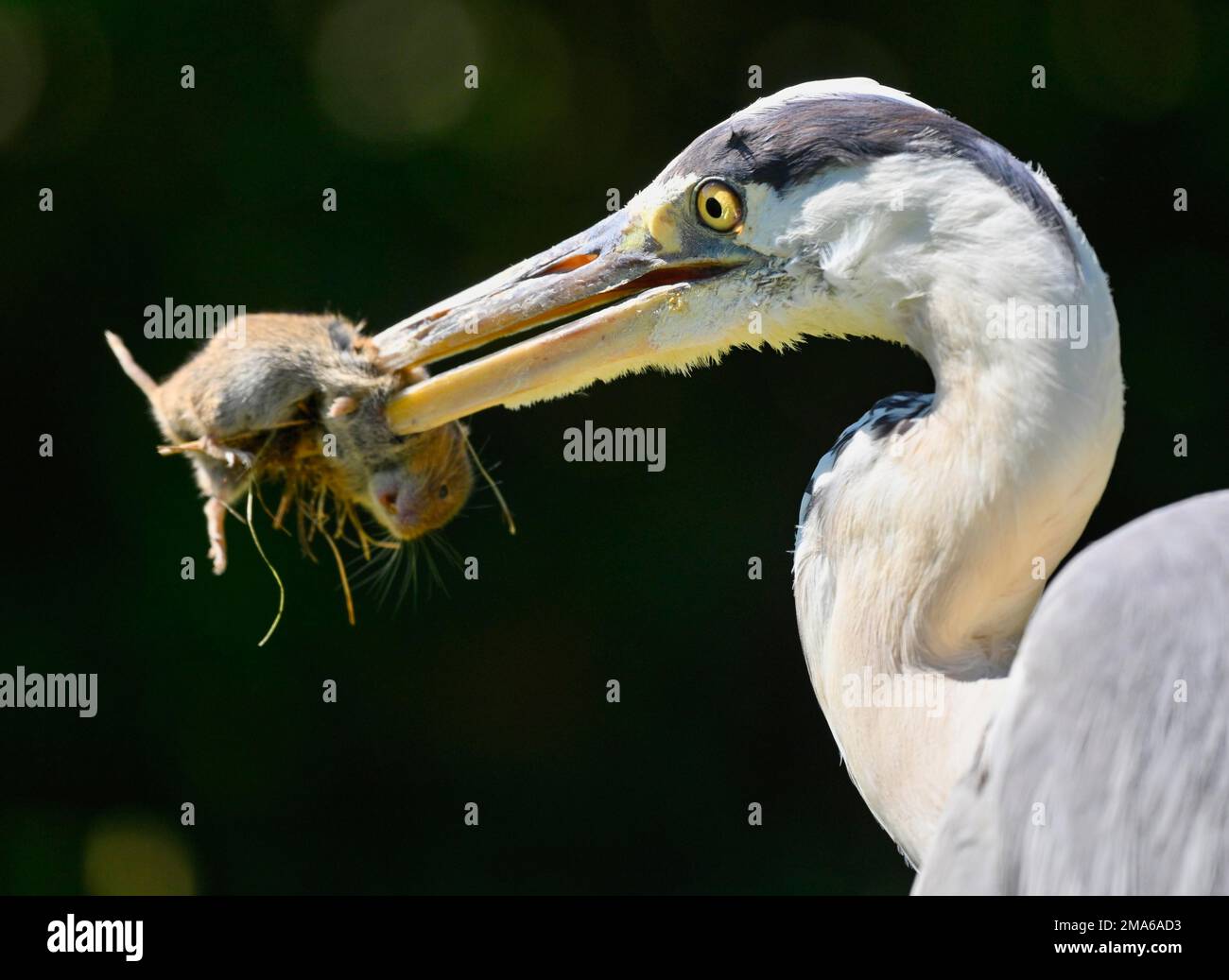 Graureiher (Ardea cinerea), Tierporträt, mit gefangener europäischer Wühlmaus (Arvicola terrestris). Stuttgart, Baden-Württemberg, Deutschland Stockfoto