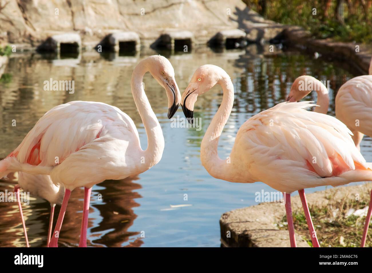 Herzförmige Flamingos in der Nähe des Teichs Stockfoto
