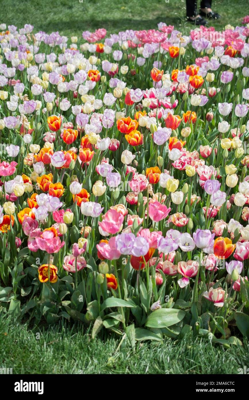 Blühende schöne bunte natürlichen Blumen in Aussicht Stockfoto