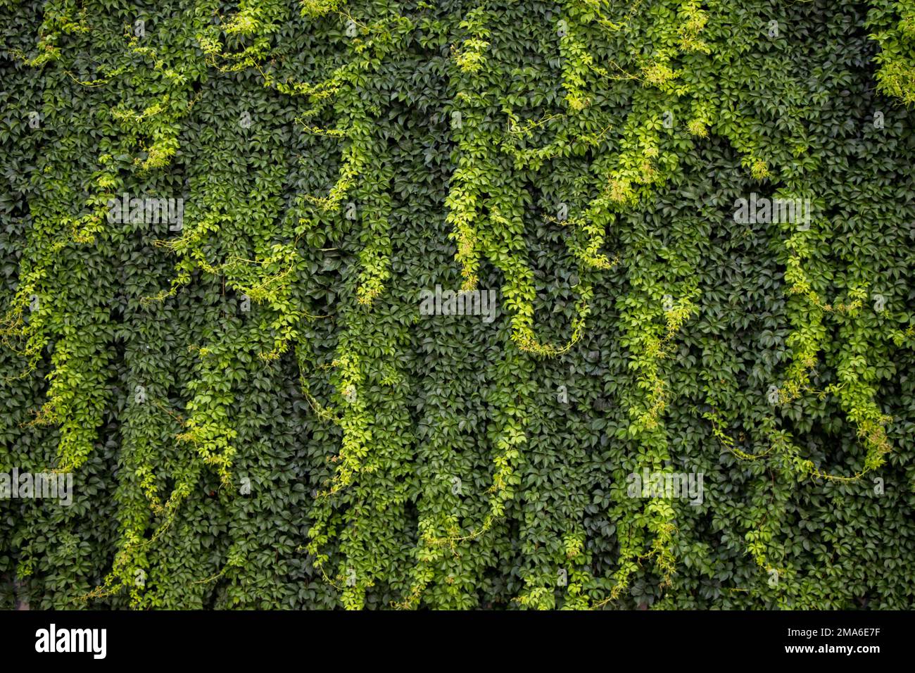 Grüne Blätter als Natur Hintergrund Textur Stockfoto