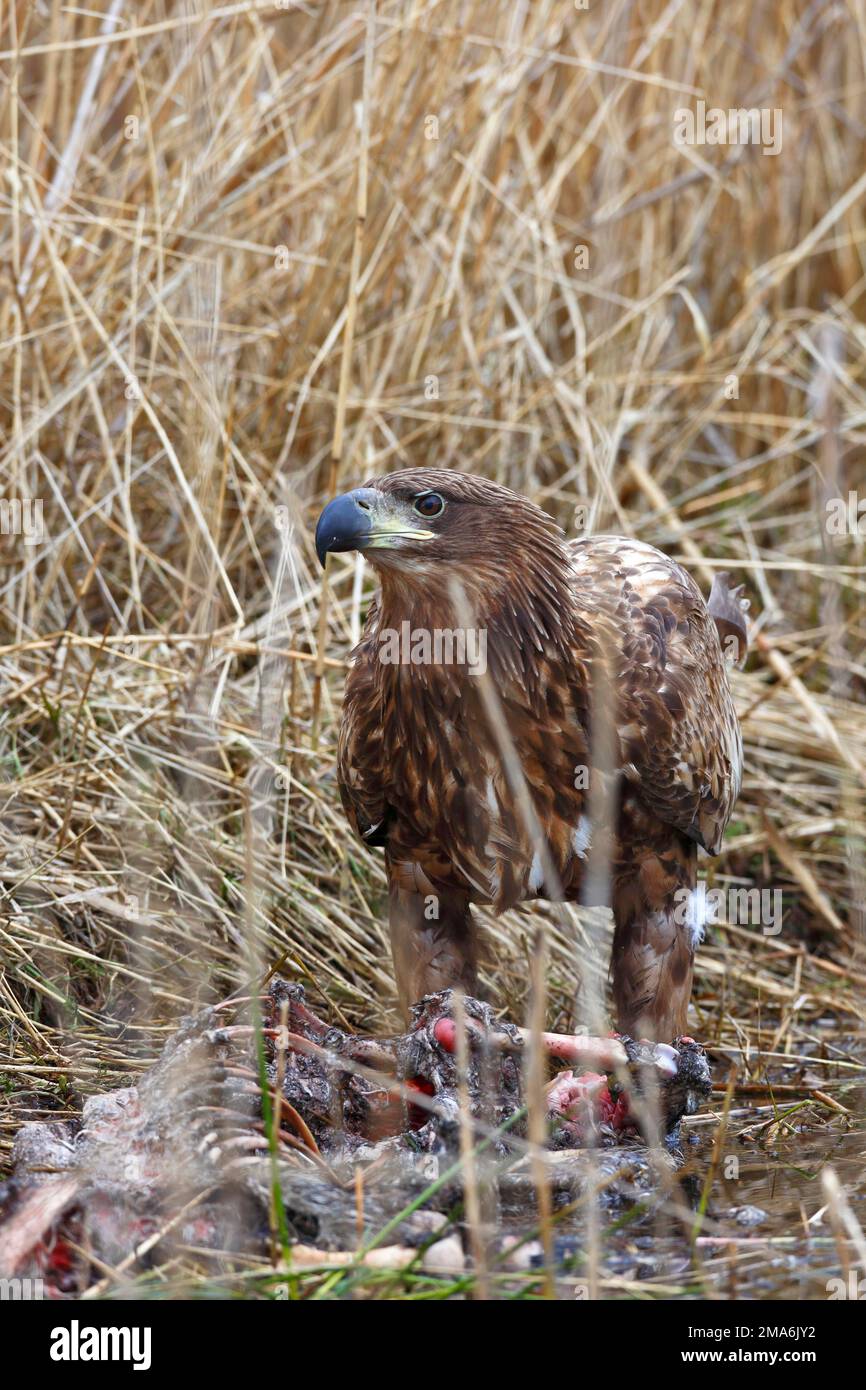 Junger Ringeladler (Haliaeetus albicilla), der gefallenes Wild füttert, sich an einem Kadaver ernährt, Naturpark Flusslandschaft Peenetal Stockfoto