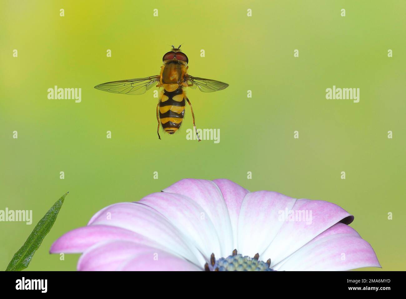 Grove Hoverfly (Episyrphus balteatus), im Flug, Highspeed-Naturfoto, über einer Gartenblume, Siegerland, Nordrhein-Westfalen, Deutschland Stockfoto