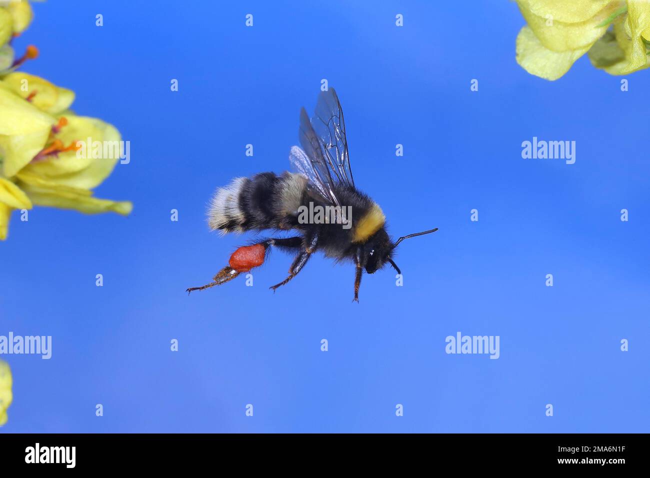 Light Earth Bumblebee (Bombus lucorum), im Flug, Highspeed-Naturfoto, Flug zwischen Black Dark Mullein (Verbascum nigrum), Siegerland, Norden Stockfoto