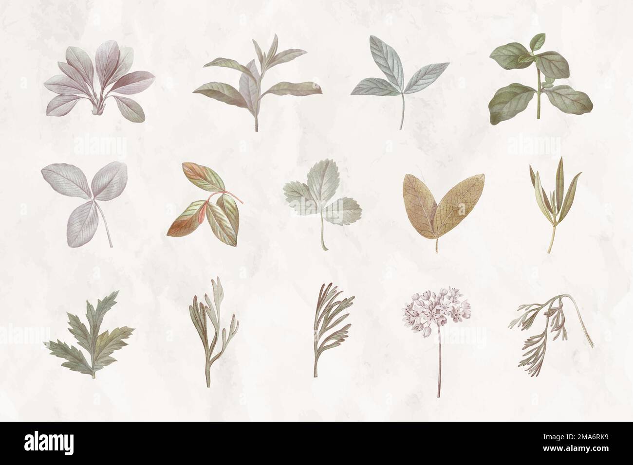 Blattdesign Elemente Vektor-Set Stock Vektor