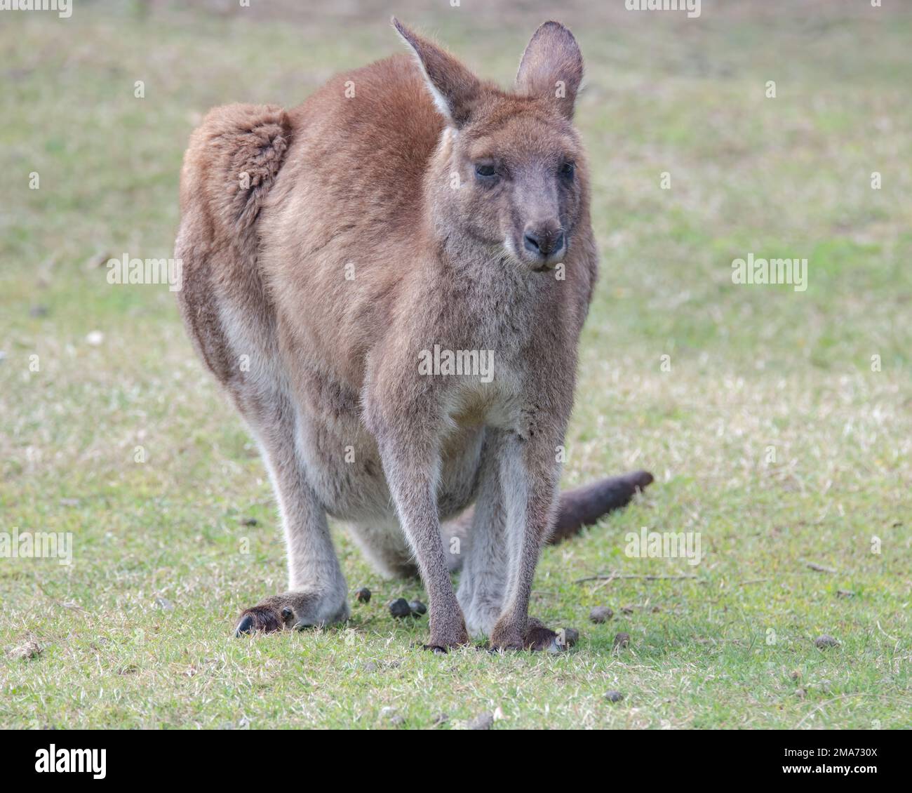 Känguru in South Durras an der Südküste von NSW, Australien Stockfoto