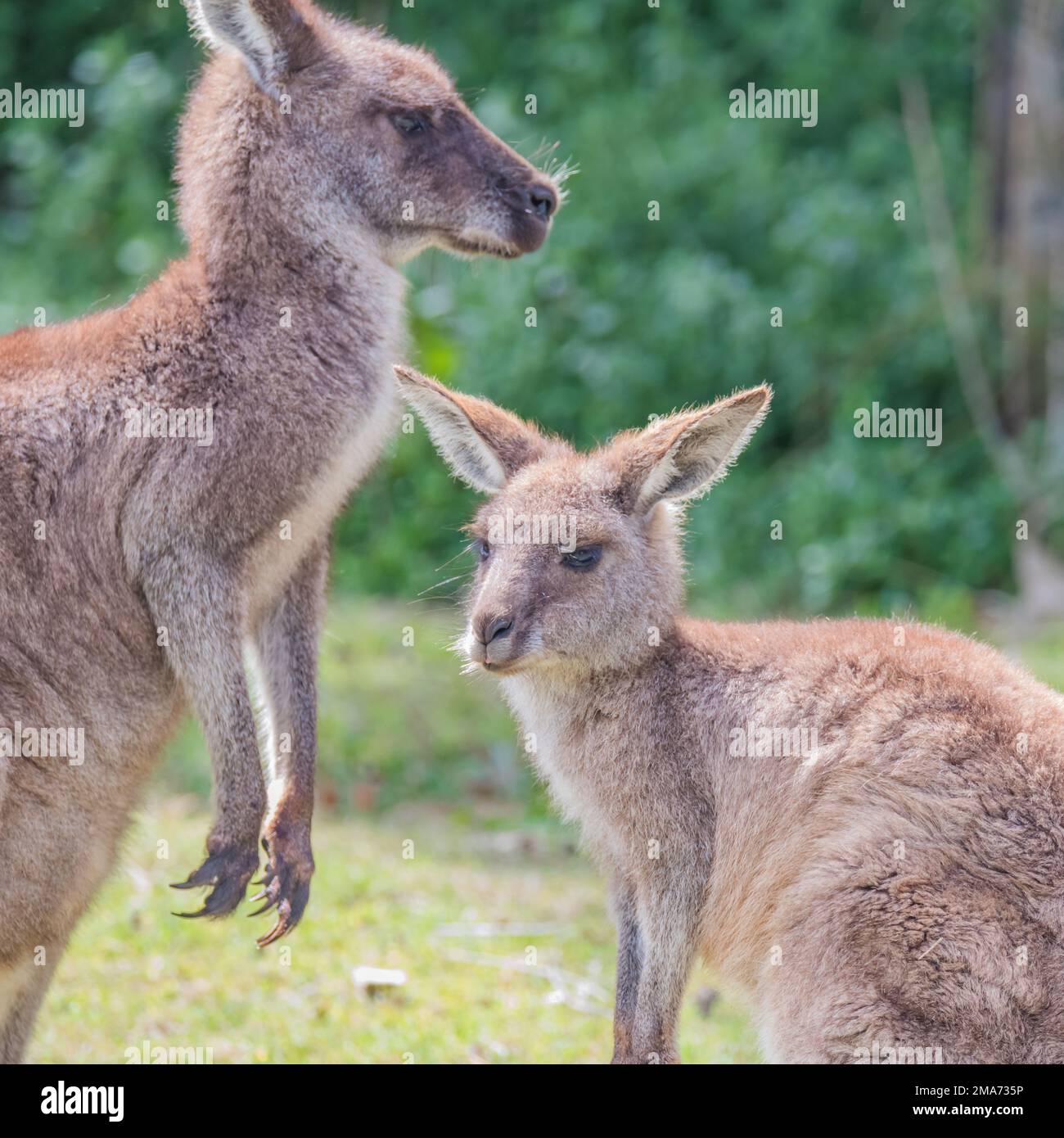 Kängurus, die in South Durras an der Südküste von NSW, Australien, herumfaulenzen Stockfoto