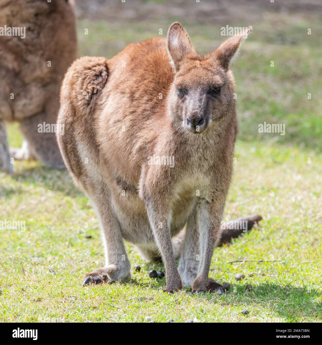 Känguru in South Durras an der Südküste von NSW, Australien Stockfoto