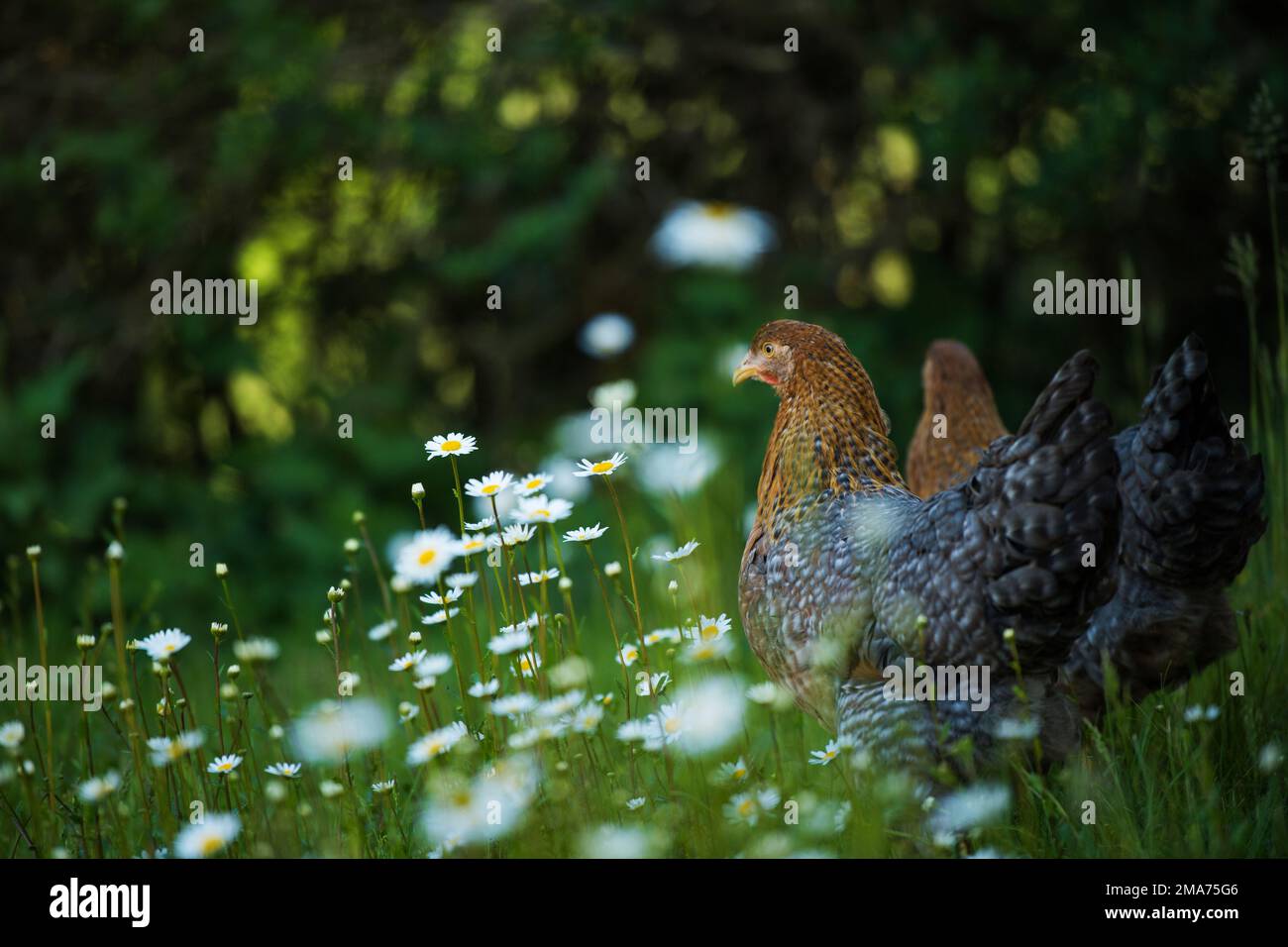 Bielefelder kennhuhn -Fotos und -Bildmaterial in hoher Auflösung – Alamy