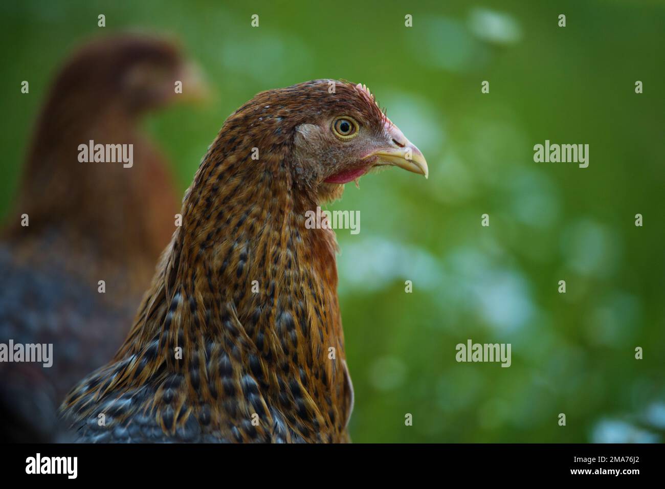 Bielefelder kennhuhn -Fotos und -Bildmaterial in hoher Auflösung – Alamy