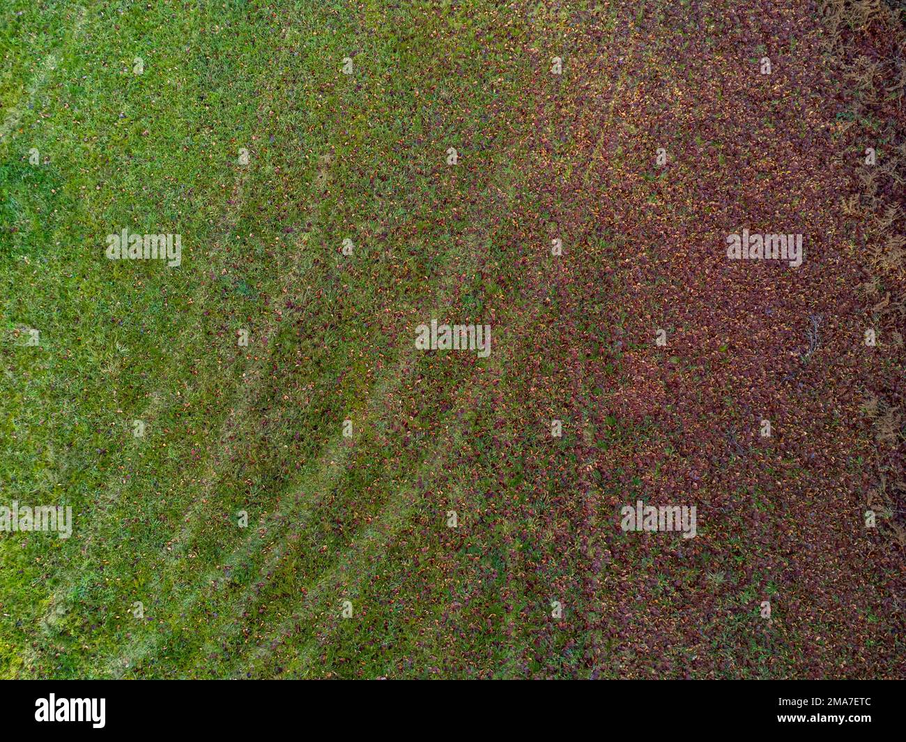 Vogelperspektive auf grüne Graswiese mit einer Hälfte mit Herbstblättern als natürlichen Hintergrund Stockfoto