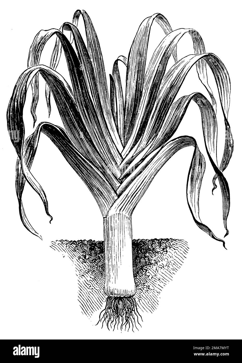 Lauch, Allium ampeloprasum, anonym (Gartenbuch, 1911), Porree, poireau kultivé Stockfoto