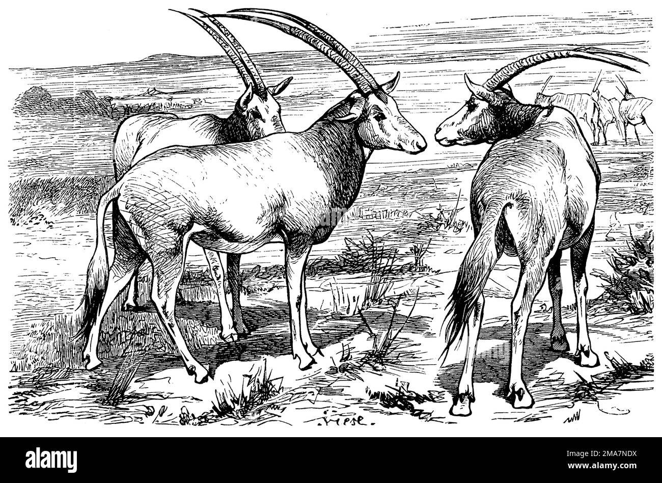 scimitar oryx, Oryx dammah, Friese (Enzyklopädie, 1898), Säbelantilope, Oryx algazelle Stockfoto