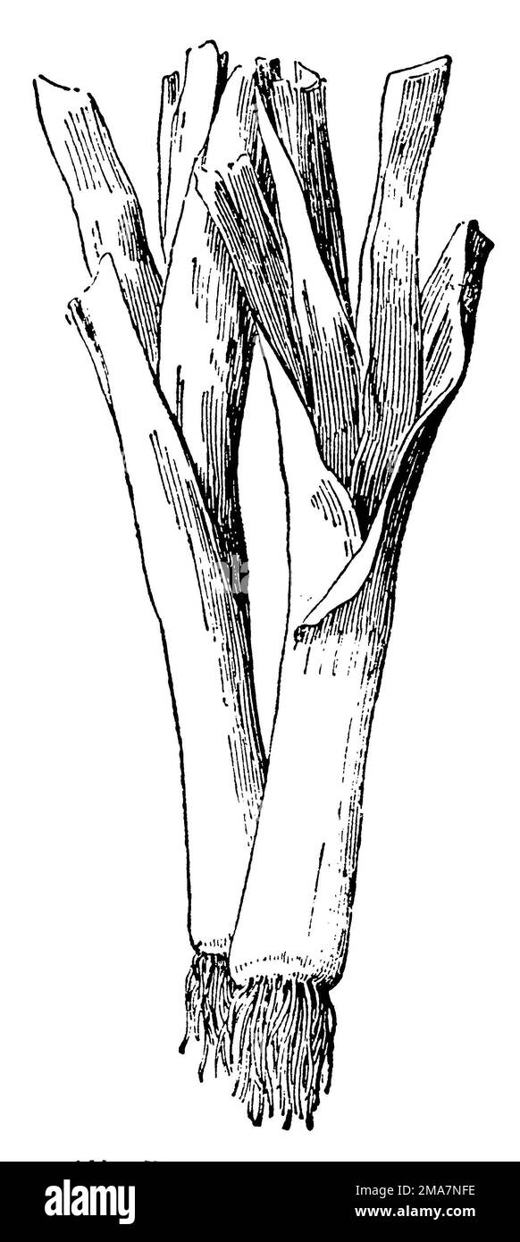 Lauch, Allium ampeloprasum (Gartenbuch, 1921), Porree, poireau kultivé Stockfoto