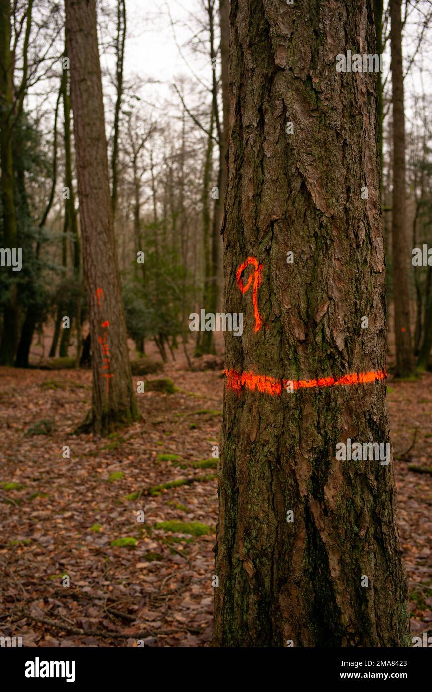 Sprühen Sie Farbmarkierungen auf Bäume in New Forest Hampshire UK. Die Markierungen sind Teil des Forstbewirtschaftungscodes, für den Bäume entfernt oder beschnitten werden sollen. Stockfoto