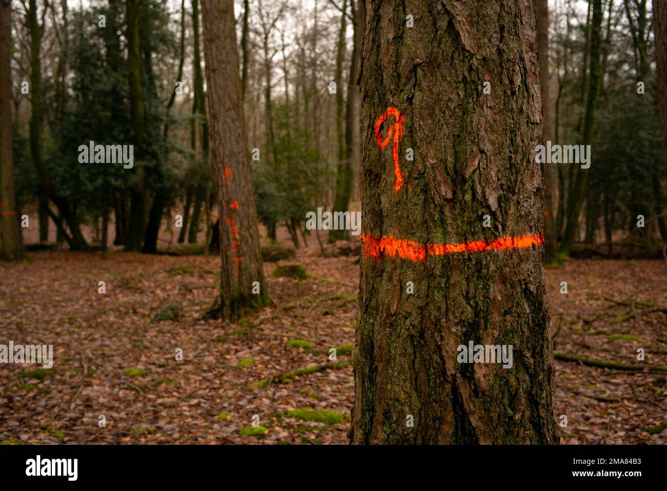 Sprühen Sie Farbmarkierungen auf Bäume in New Forest Hampshire UK. Die Markierungen sind Teil des Forstbewirtschaftungscodes, für den Bäume entfernt oder beschnitten werden sollen. Stockfoto