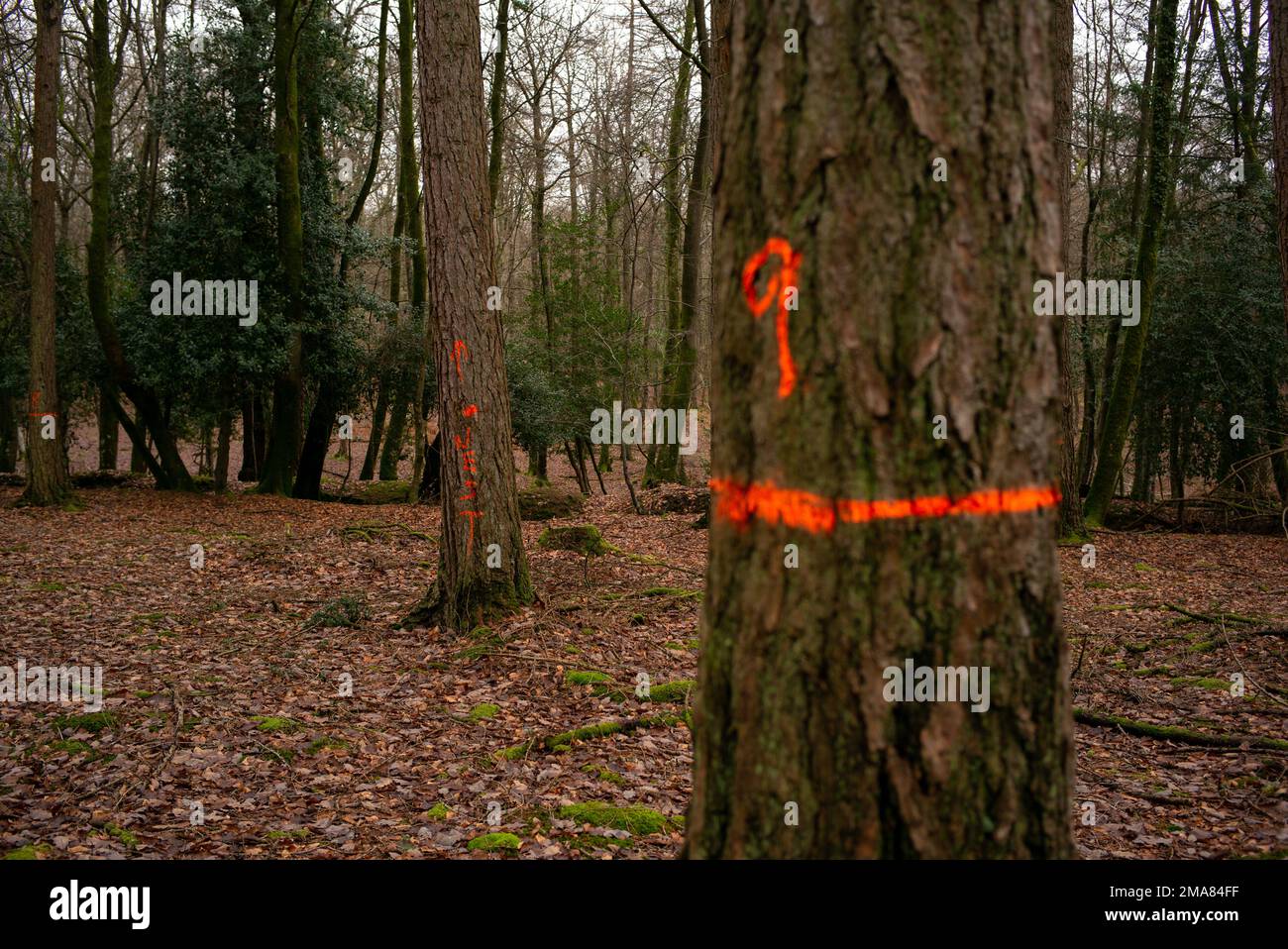 Sprühen Sie Farbmarkierungen auf Bäume in New Forest Hampshire UK. Die Markierungen sind Teil des Forstbewirtschaftungscodes, für den Bäume entfernt oder beschnitten werden sollen. Stockfoto