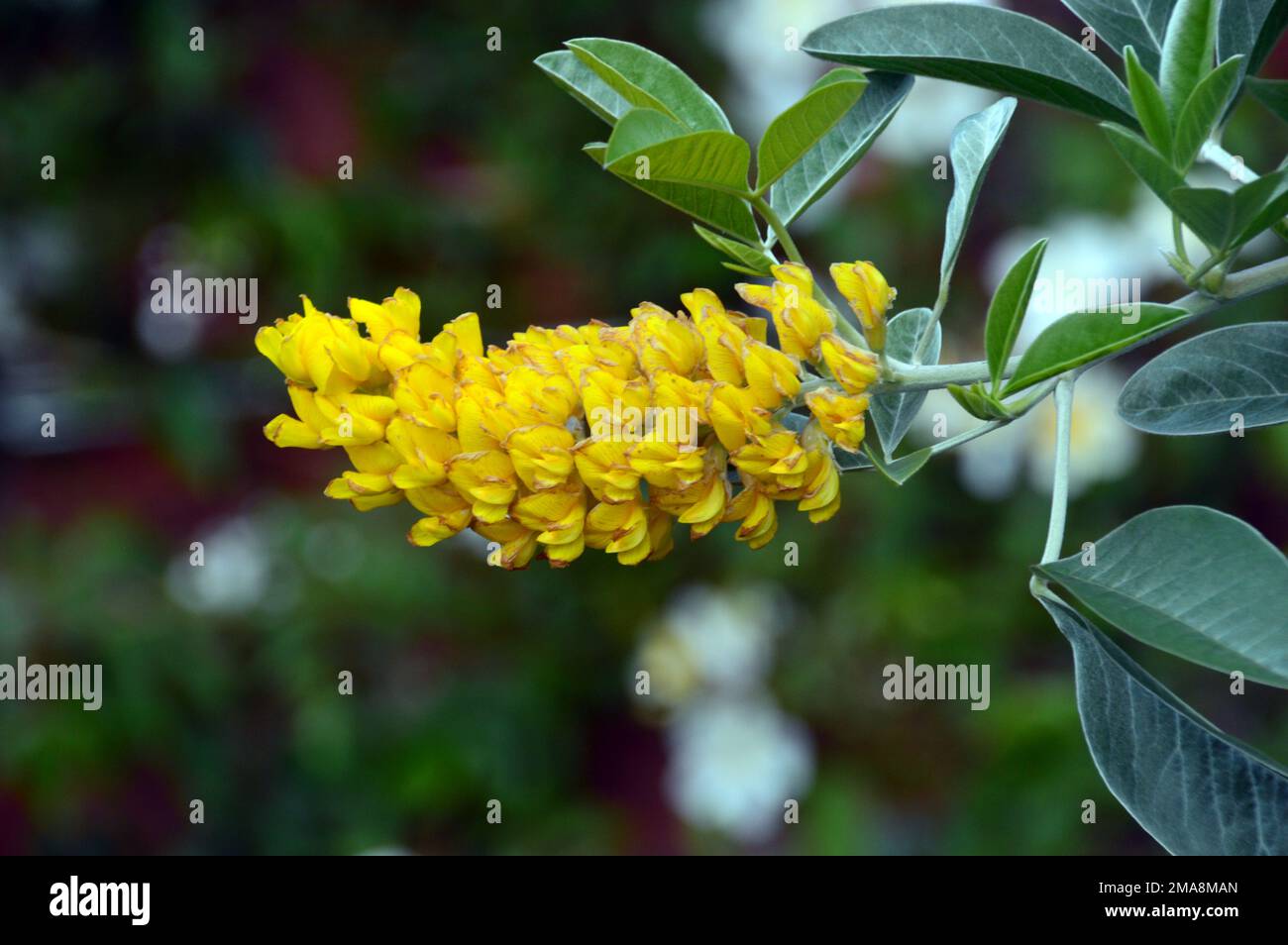 Yellow Argyrocytisus Battandieri „Yellow Tail“ (Ananasbesen) Flower Shrub bei RHS Garden Bridgewater, Worsley, Greater Manchester, Großbritannien. Stockfoto