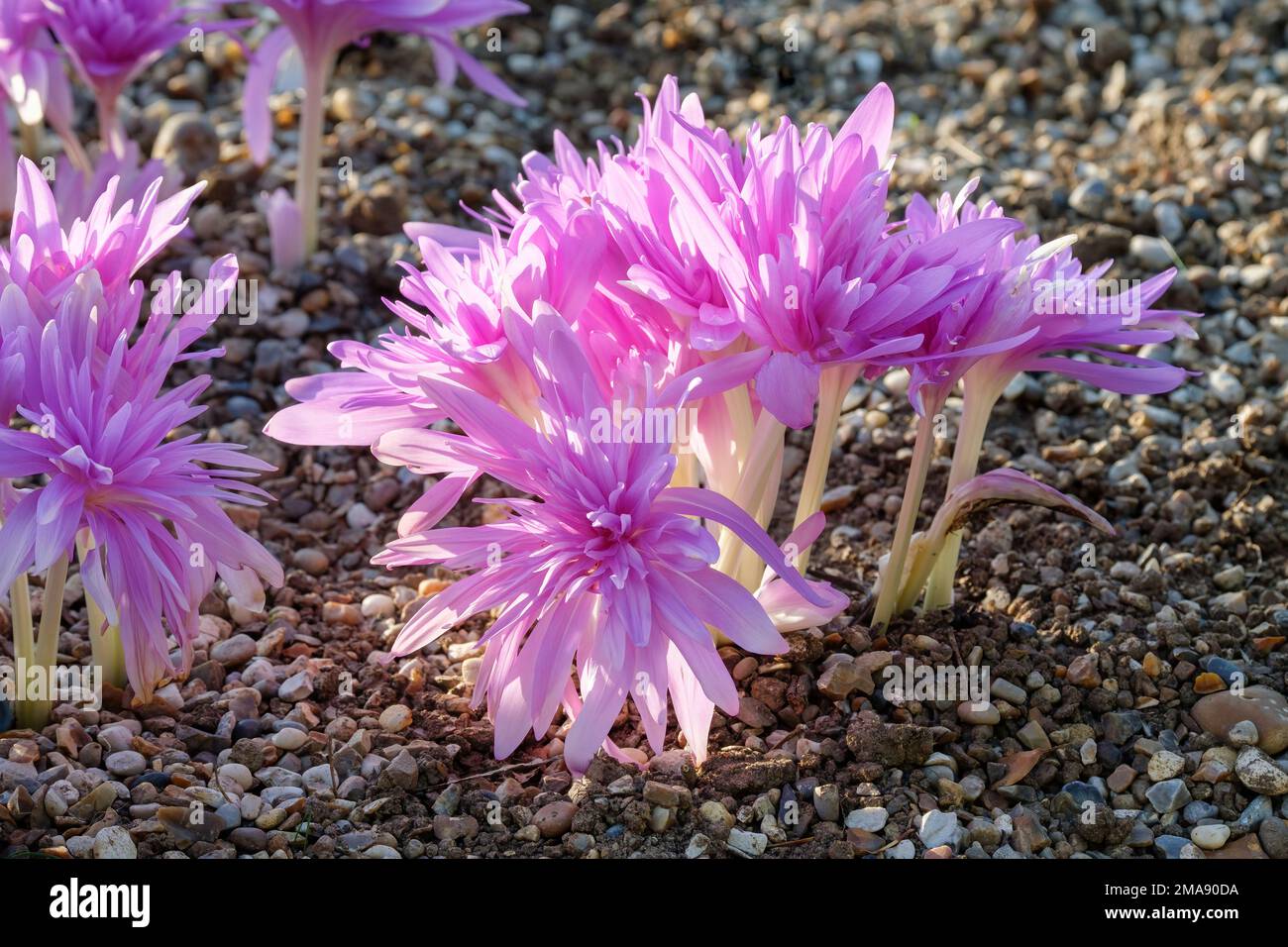 Colchicum Waterlily, Wiesensafran Waterlily, kormierte Dauerschale mit vollständig doppelten lila-rosa Blumen Stockfoto