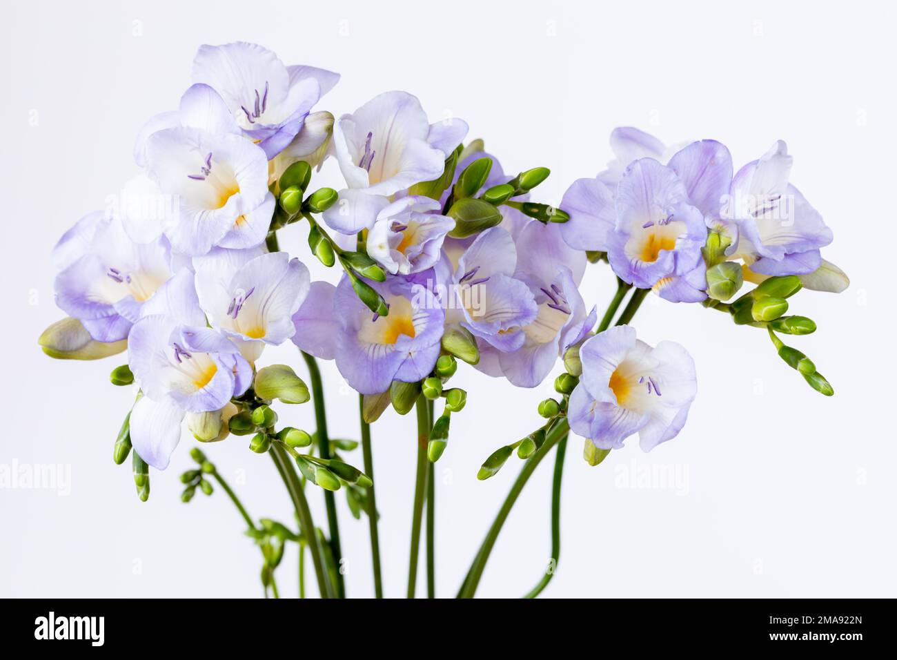Ein Haufen helllila Freesia-Blumen vor weißem Hintergrund Stockfoto