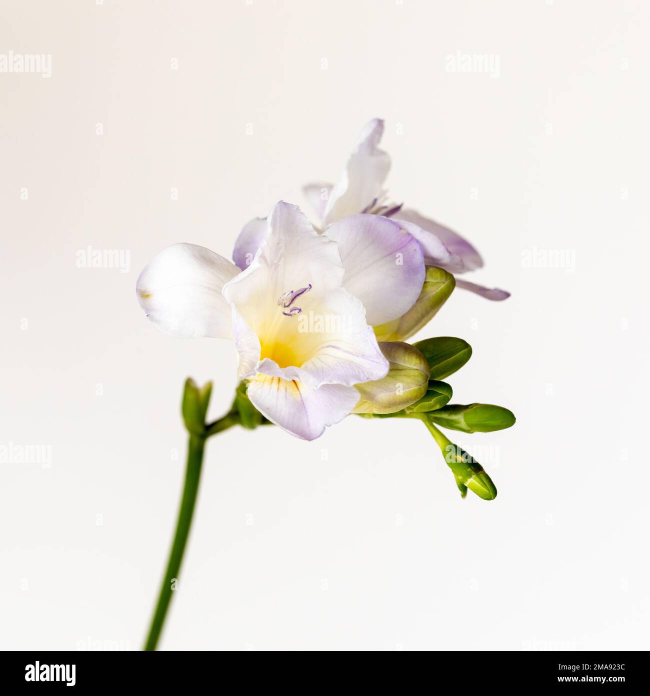 Nahaufnahme weißer und hellvioletter Freesia-Blumen vor weißem Hintergrund Stockfoto