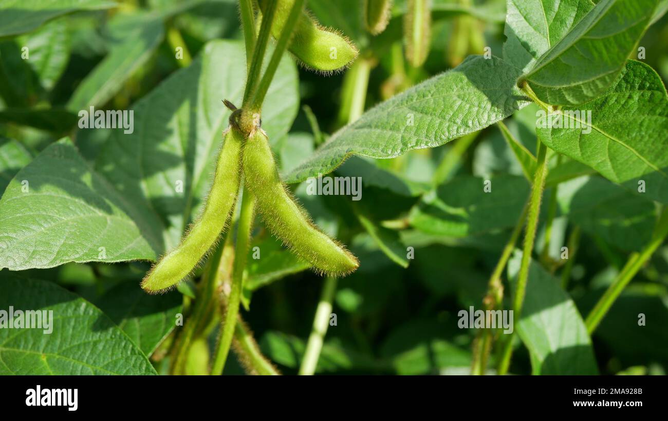 Soybea Sojabohnen Bio Glycine max Sojabohnen Hülse grün Bauernhof süß wachsen reife frische Pflanze junge Plantage Detail Nahaufnahme Feld Land Gemüse Kult Stockfoto