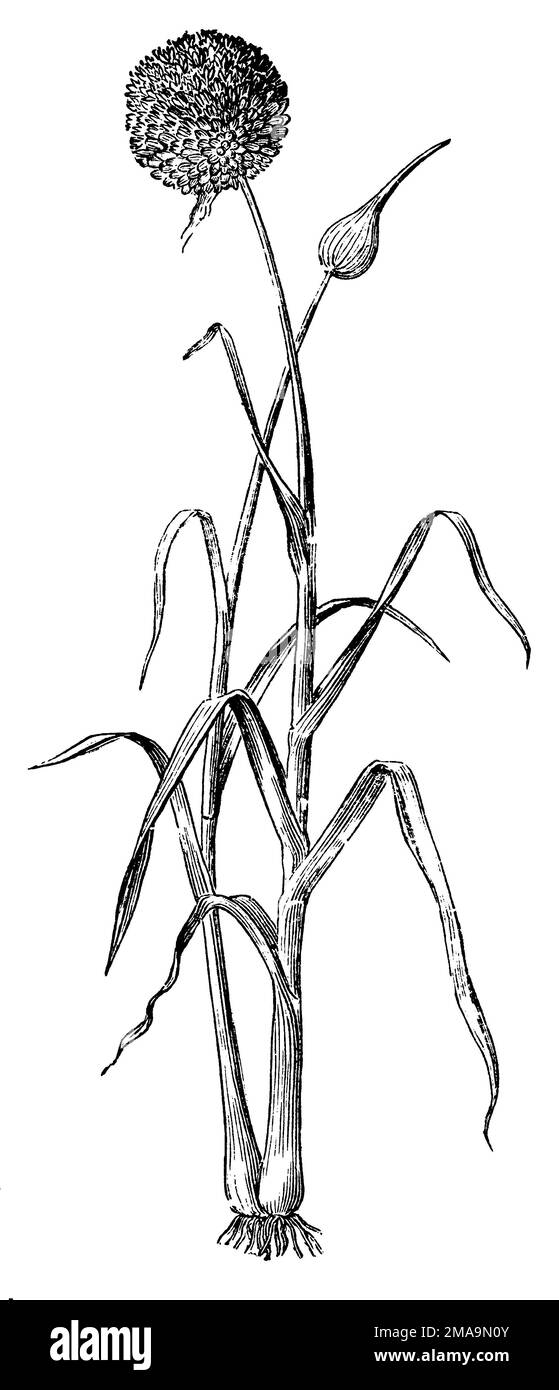 Lauch, Allium ampeloprasum, H. Gedan u. A.W. (Botanisches Buch, 1910), Porree, poireau cultivé Stockfoto