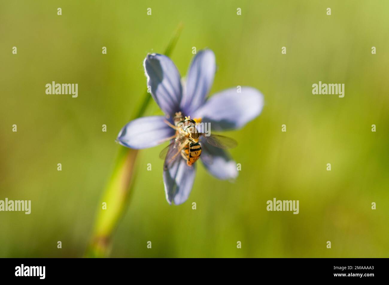 Blauäugige Grasblüten blühen mit Bestäubern Stockfoto