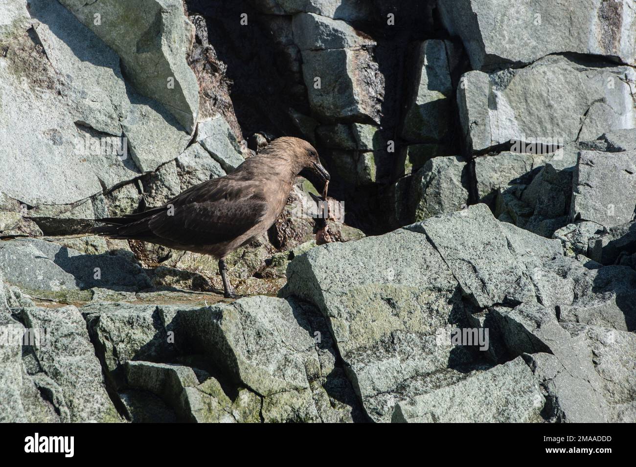 südpolar skua Stercorarius maccormicki isst einen anderen Vogel Hydrurga Rocks Antarktis Halbinsel Stockfoto