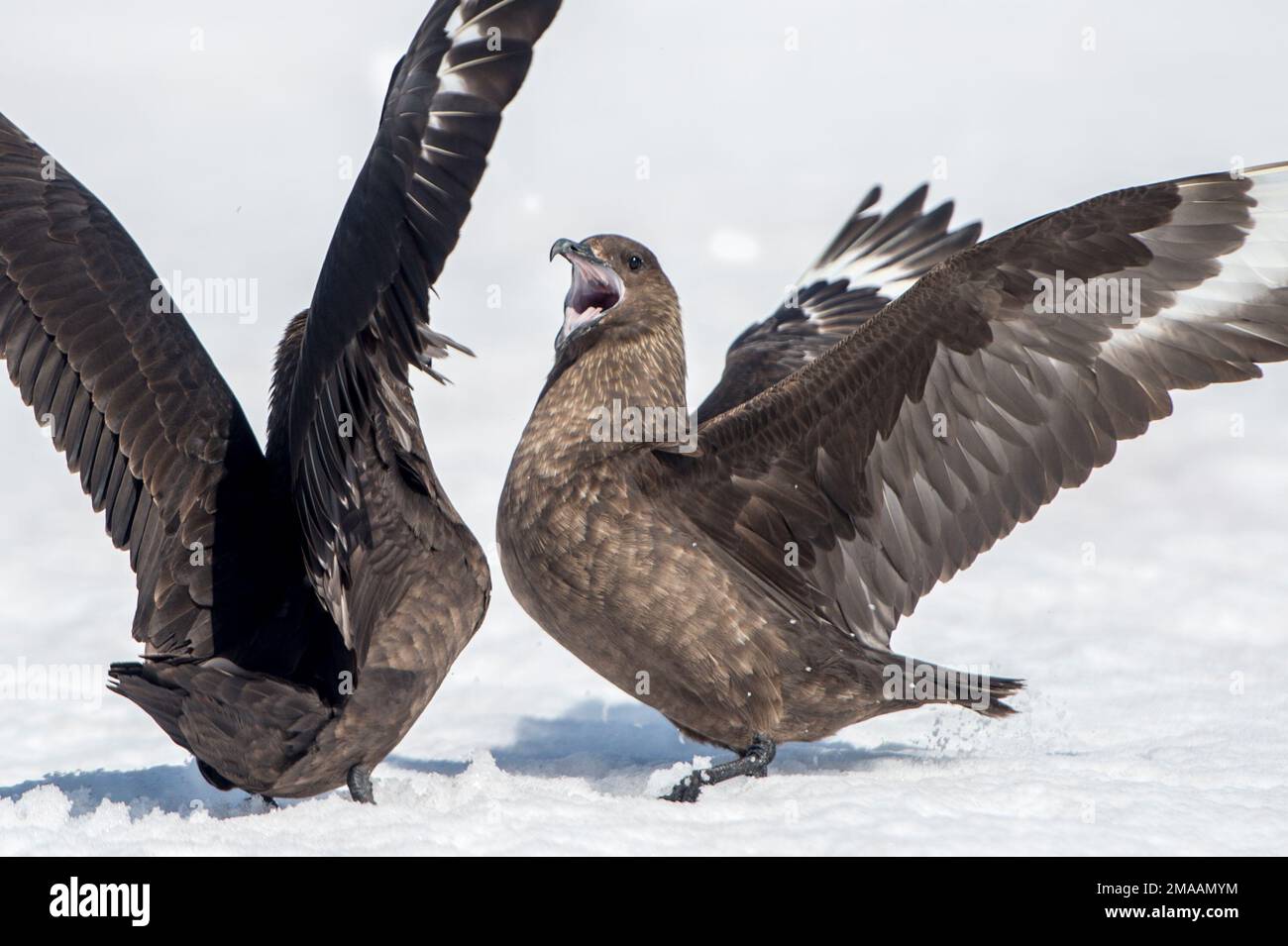Riesen-Skuas, Stercorarius skua, kämpfend in Palava Point, Antarktis Stockfoto