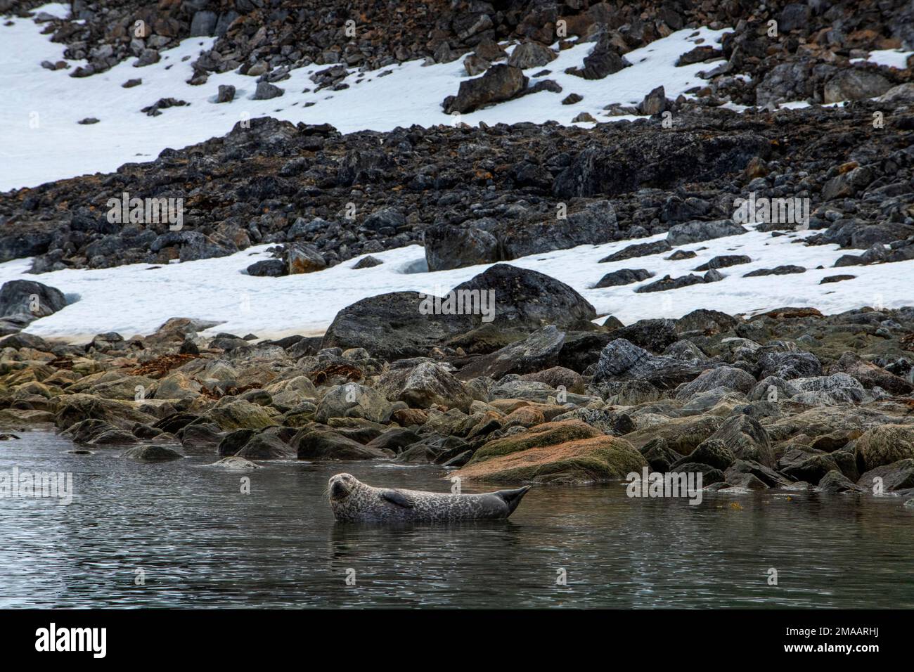 Ringsiegel (Pusa hispida) in Ytre Norskoya, Svalbard. Expeditions