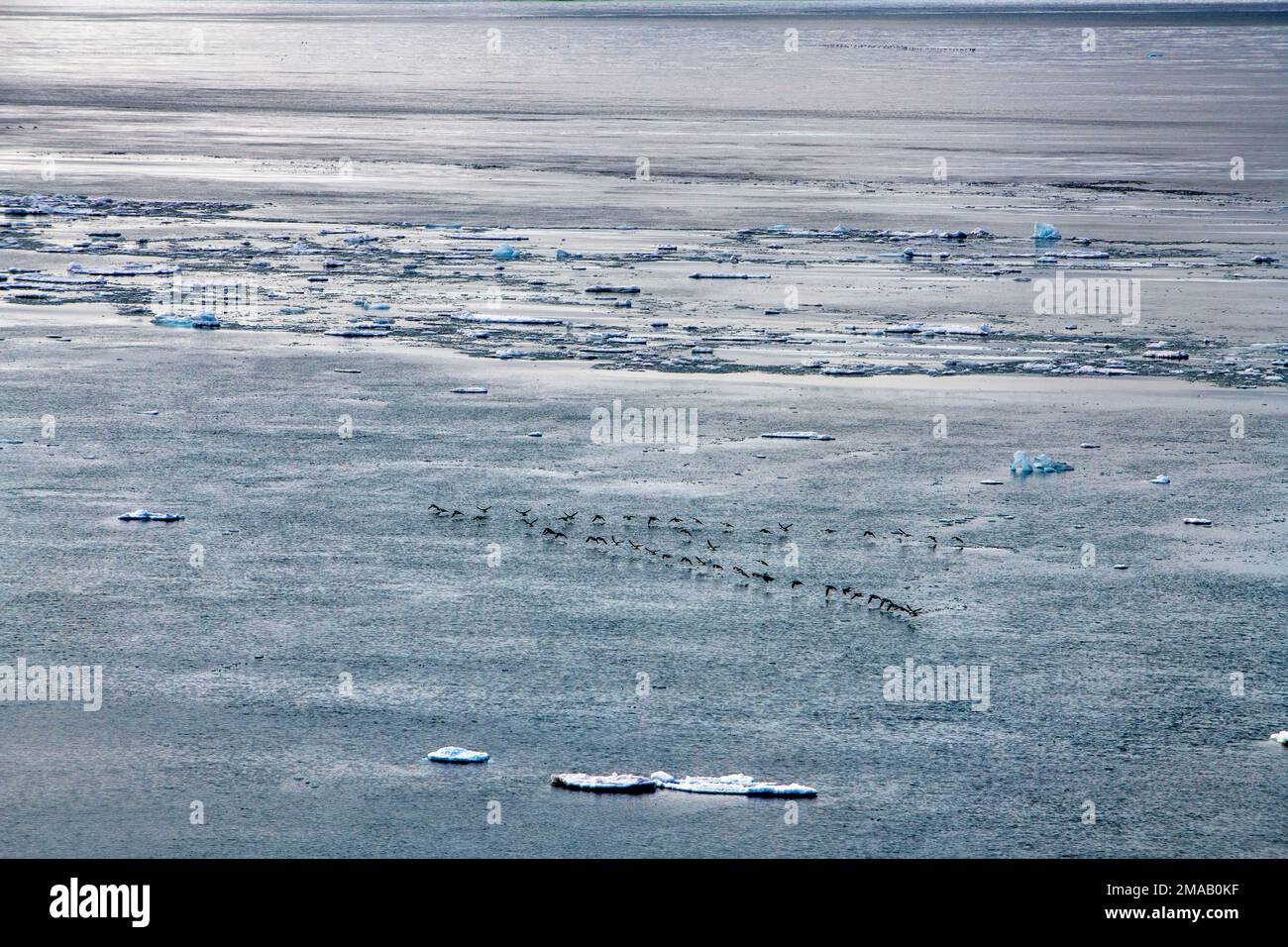Polarvögel fliegen in der Nähe von Storoya, Svalbard. Expeditions-Kreuzfahrtschiff Greg Mortimer in Svalbard-Archipel, Nordnorwegen. Storøya ist eine Insel in Th Stockfoto