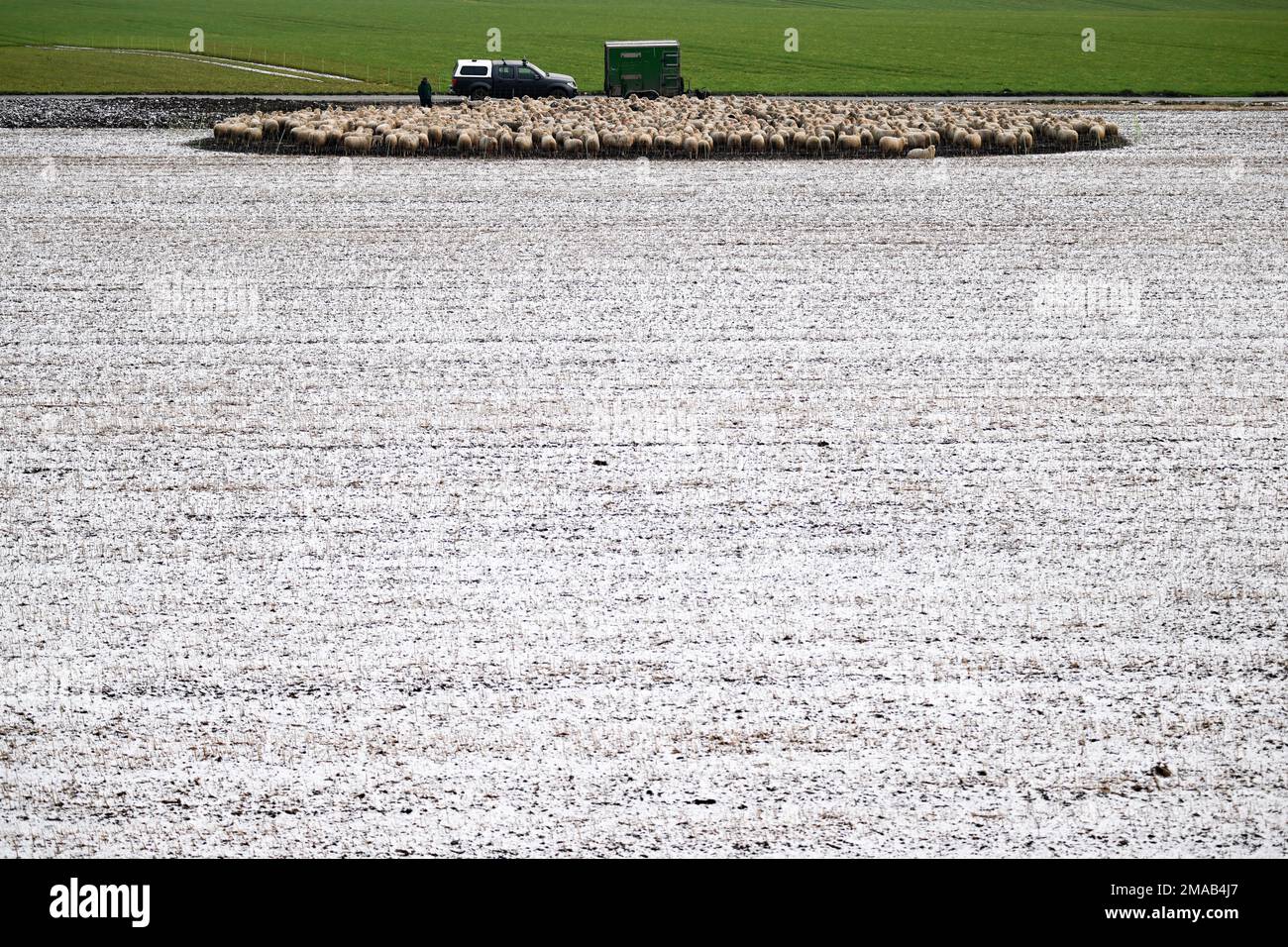 Neuss, Deutschland. 19. Januar 2023. Schafe stehen in ihrem Zaun auf einem schneebedeckten Feld. Die Menschen in Nordrhein-Westfalen können mit kaltem Winterwetter und dem Risiko vereister Straßen in den kommenden Tagen rechnen. Kredit: Federico Gambarini/dpa/Alamy Live News Stockfoto