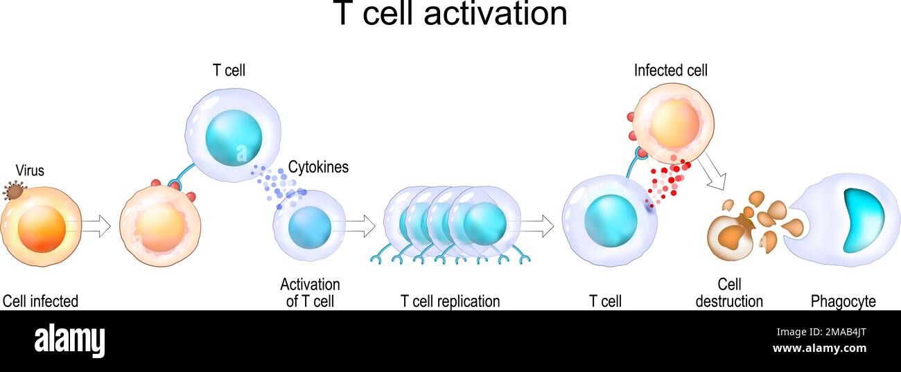 Aktivierung der Leukozyten. Die T-Zelle trifft auf ihr Cognate-Antigen auf der Oberfläche einer infizierten Zelle. T-Zellen steuern und regulieren Immunantworten Stock Vektor