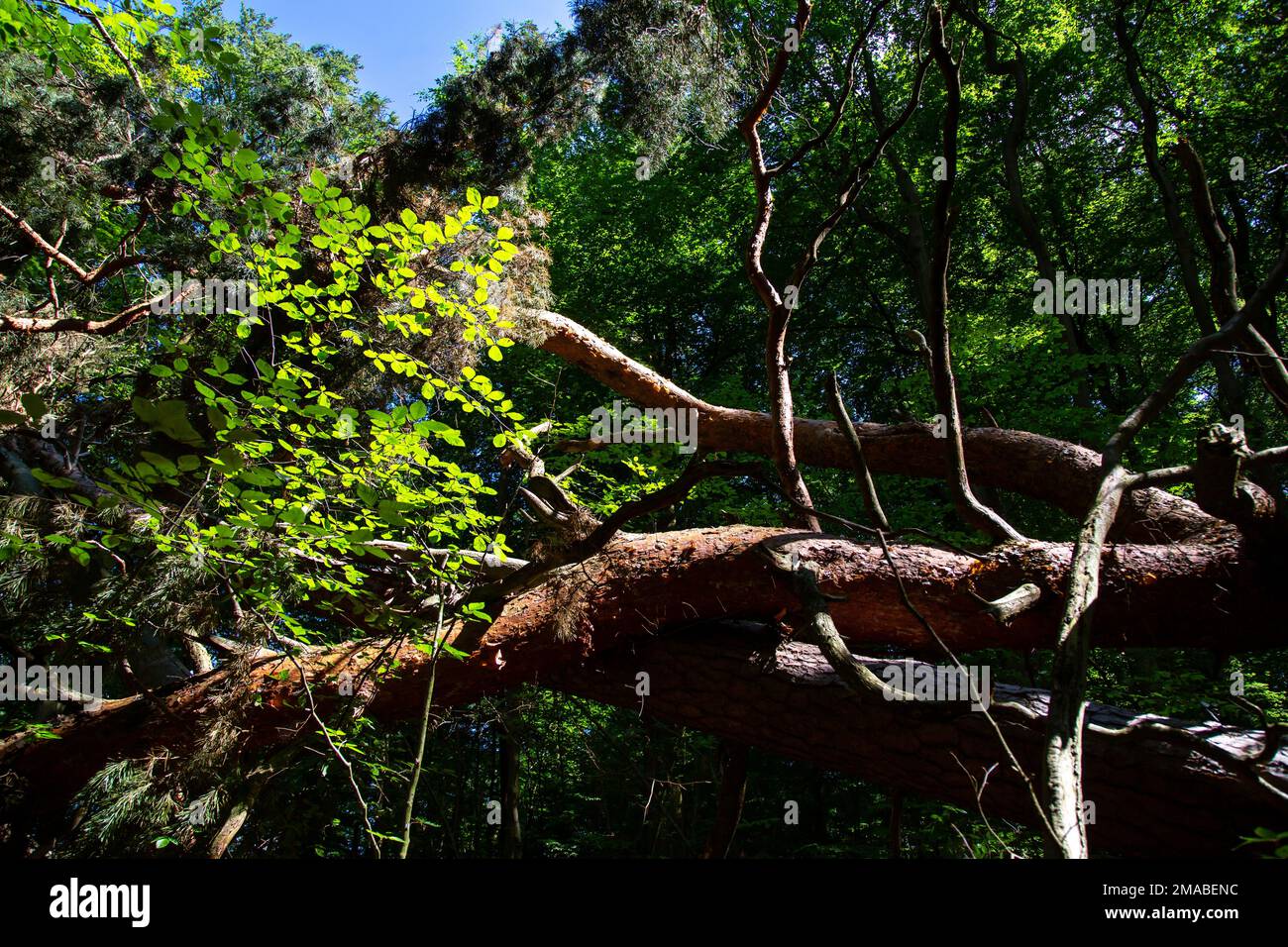05.06.2016, Deutschland, Mecklenburg-Vorpommern, Carpin - verfallender toter Baum, Buchenwald im Müritz-Nationalpark (UNESCO-Weltkulturerbe) Stockfoto