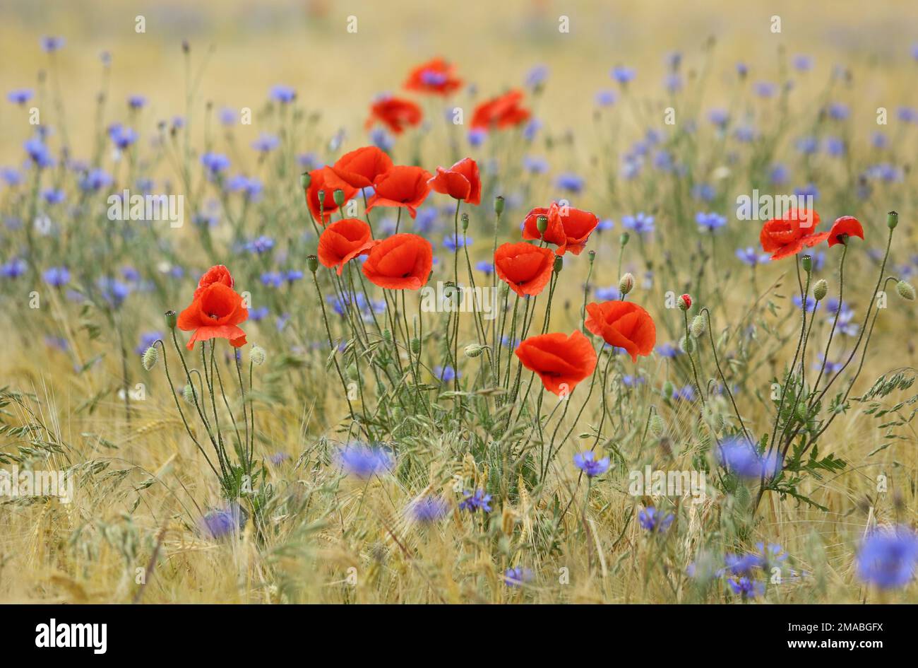 11.06.2022, Deutschland, Brandenburg, Bruchmuehle - Mohn und Maisblumen blühen auf einem Roggenfeld. 00S220611D325CAROEX.JPG [MODELLVERSION: NICHT ANWENDBAR Stockfoto