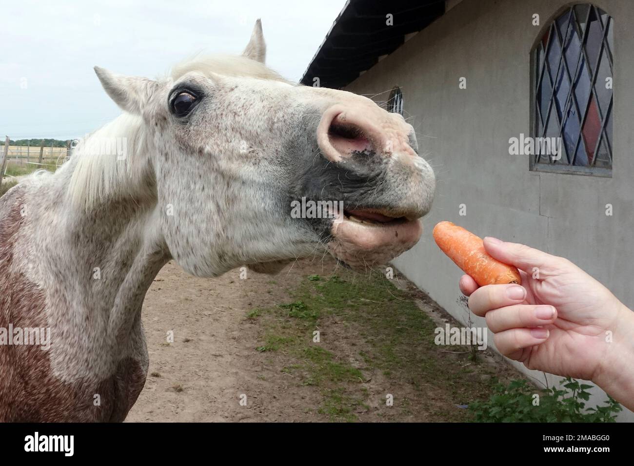 11.06.2022, Deutschland, Brandenburg, Bruchmuehle - Pferde bekommen eine Karotte. 00S220611D336CAROEX.JPG [MODELLVERSION: NEIN, MODELLVERSION: NEIN (c) Caro Bilder / S Stockfoto