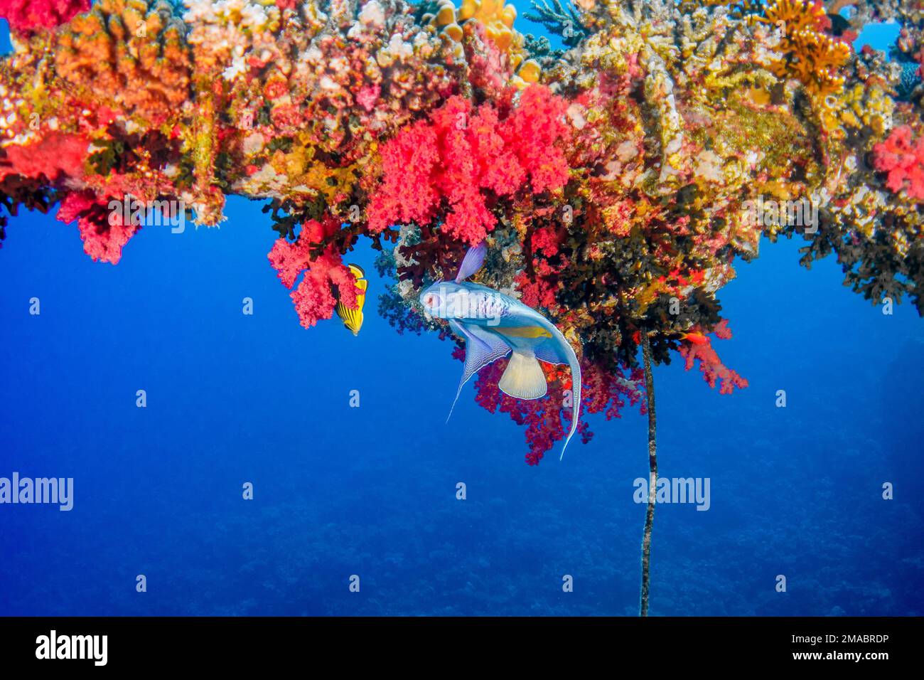 Pomacanthus maculosus, der Gelbbbarsch-Engelfisch, Halbmond-Engelfisch, Gelbmarkierter Engelfisch, Gelbbbbbbbbändiger Engelfisch oder Gelbfleckenfisch Stockfoto