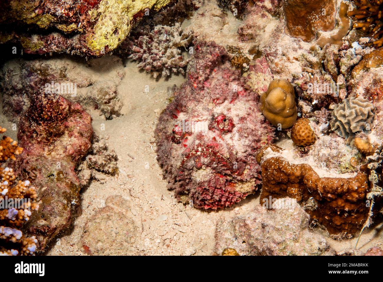 Synanceia Nana, der Steinfisch des Roten Meeres oder Zwergskorpionfisch, ist eine Art von giftigen, mit Rochen bedeckten Fischen, ein Steinfisch für die Unterfamilie Synanceiin Stockfoto