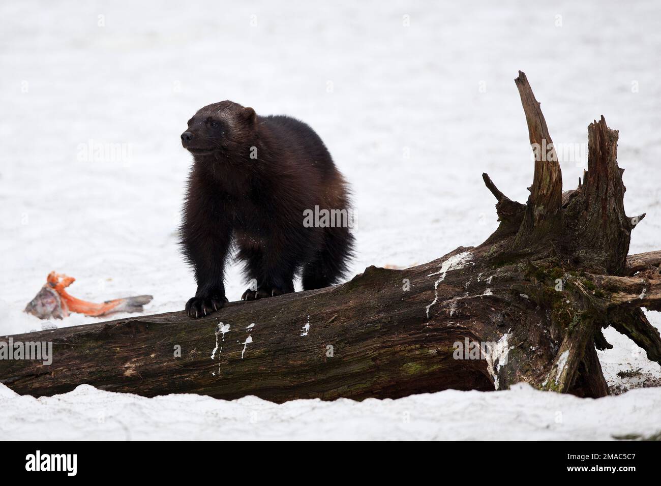 Der nordamerikanische Wolverine, gulo gulo luscus auf dem Holz Stockfoto