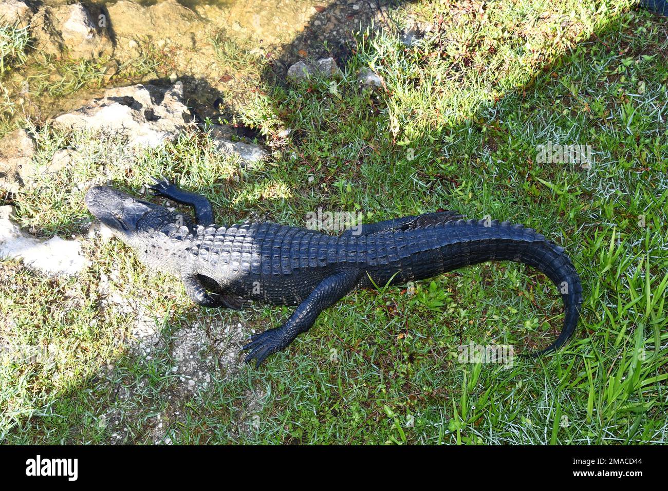 Dieses gefährliche Krokodil läuft auf seine Beute zu Stockfoto