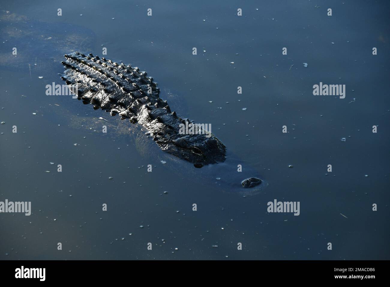 Der erbarmungslose Blick dieses Krokodils im Wasser dieses Flusses Stockfoto
